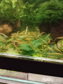 Krevetky akvarijní neocaridina - 6