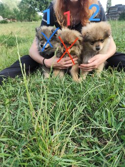 Štěňátka špic pomeranian - 6