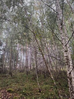 Prodej lesních pozemků k.ú. Zábrdí u Lažišť - 6
