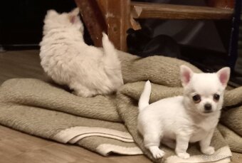 Čivava pidi štěňátka - 6