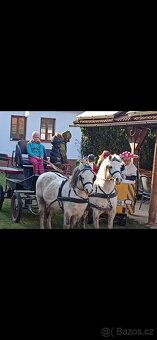 Dva WPB pony - 6