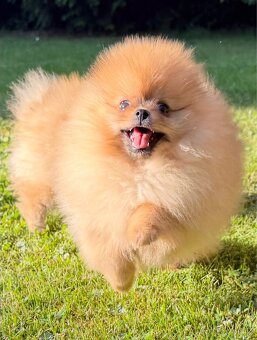 Pomeranian s pp - 6