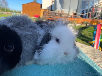 Zakrslí beránci hřivnatí již k odběru - 6
