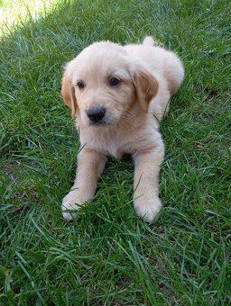 Zlatý retrívr/retriever - 6