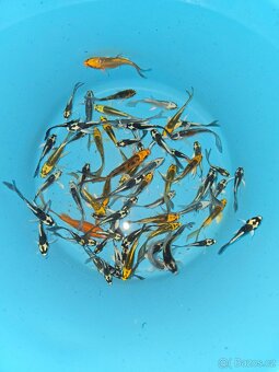 Koi kapr, butterfly koi, jeseter, zlatý lín, závojnatka - 6