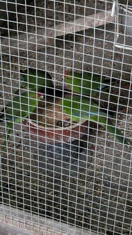 Kakariky rudočelé - 6