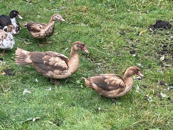 PRODÁM MLADÉ PIŽMOVKY VELKÉ KRÁSNÝCH BAREV - 6