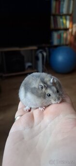 Křeček džungarský - 6