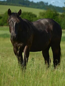 Nabízím valacha paint horse APH, - 6