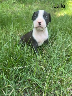 Americký pitbulteriér (apbt) s PP - 6