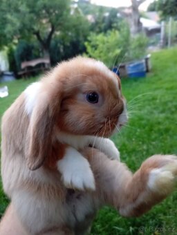 Zakrslý králíček 🐰 - 6