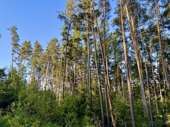 Prodej, pozemek, 7 056 m, 9, Buřenice - Radějov, Česko - 6