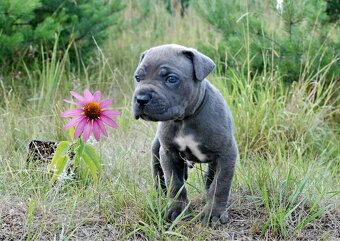 CANE CORSO - 6