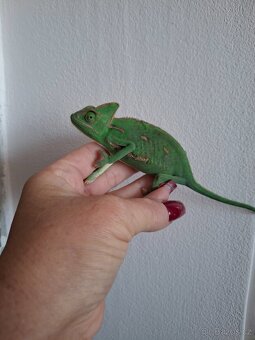 chameleon jemenský - 6