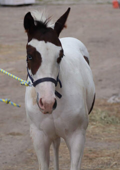 Krásný American Paint Horse hřebecek - 6
