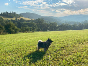 Vlčí špic/keeshond s PP ke krytí - 6