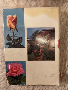 Růže - 6
