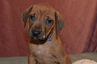 Rhodesian Ridgeback - vymazlená štěňátka s PP - 6