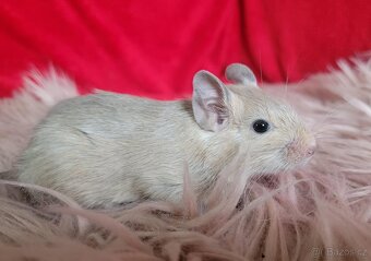 Osmák degu s PP – mláďátka - 6