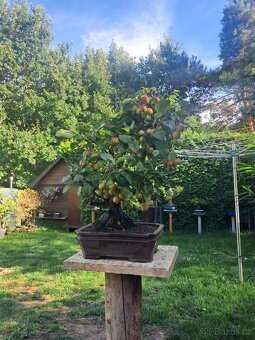 Bonsaj,bonsai Jabloň - 6