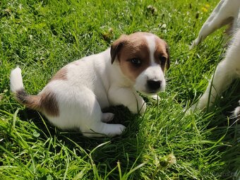 Štěňata Jack Russell terier s PP - 6