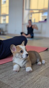 WELSH CORGI PEMBROKE S PP - pejsci - 6