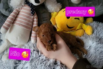 Pudl toy mini Red ❣️ - 6