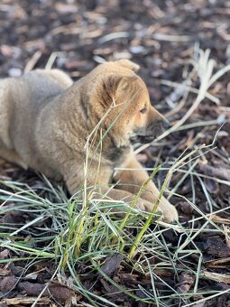 Štěňátka Shiba-inu - 6