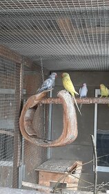 Prodám Alexandry malé - 6