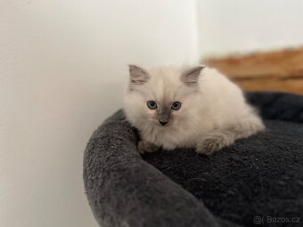 Ragdoll kotě holčička bez PP na prodej - 6