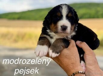 Bernský salašnický pes - štěňátka s PP - 6