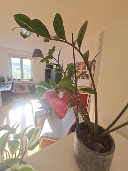 Prodej bytu 1+1 45 m² Hvězdova, Praha - Nusle - 6