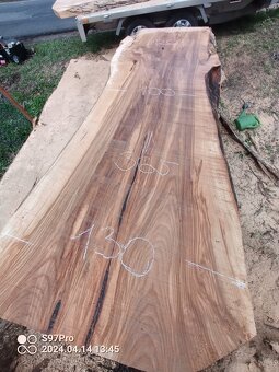 MEGA velké desky Jilm a Jasan - 6