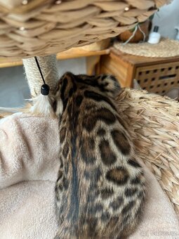 Bengálské kotě - 6