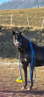 6 ročná kobylka - 6