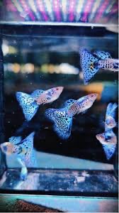 Nabízím paví očka Galaxy Grass - vlastní odchov - 6