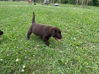 Labradorský retriever čokoláda - štěňátka s Průkazem Původu - 6