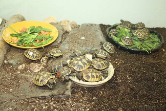suchozemská Želva zelenavá (Testudo hermanni) - mláďata - 6