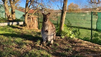 Klokan Bennettův - prodej - 6