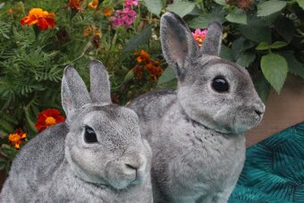 Zakrslý rexík činčilový s PP - 6