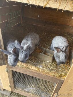 Velký světlý stříbřitý - 6