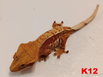 Pagekon řásnatý _Samici - 6