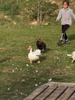 Nemecky ovcak s pp steniatka - 6