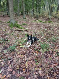 Border Kolie - krytí - 6