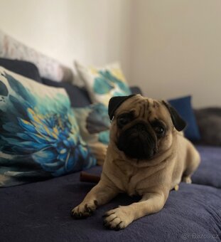 Nabízí se psí gentleman ke krytí – MOPS Teodor hledá lásku - 6