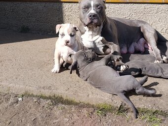 American Bully Standard - 6