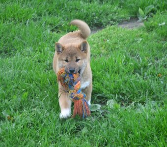 Shiba inu s průkazem původu - chlapečci - 6