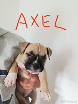 American Bully - (mini)Pocket s PP (AKBC), - 6