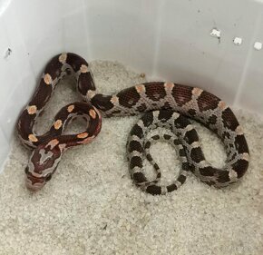 Užovka červená (Pantherophis guttatus), - 6
