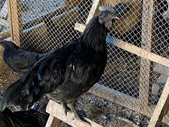 Ayam cemani - 6